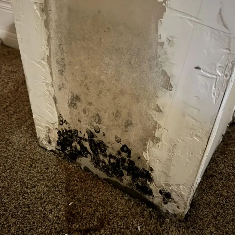 Professional Mold Removal in Alabaster, AL